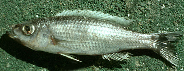 (Diplotaxodon) Род ДИПЛОТАКСОДОНЫ 7 видов